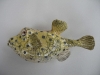 boxfish